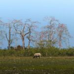 Kaziranga