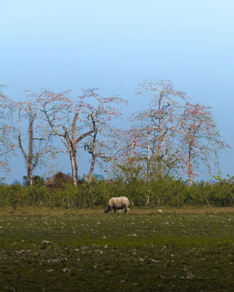 Kaziranga